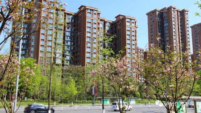 “花”点时间，看泸州“街花”图鉴(图14)