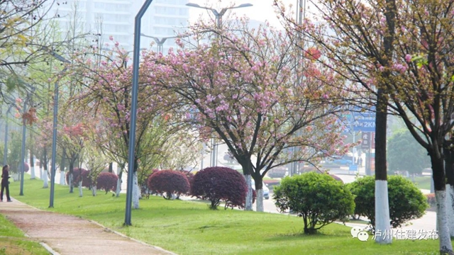 “花”点时间，看泸州“街花”图鉴(图13)