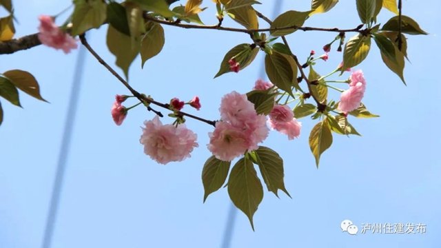 “花”点时间，看泸州“街花”图鉴(图12)