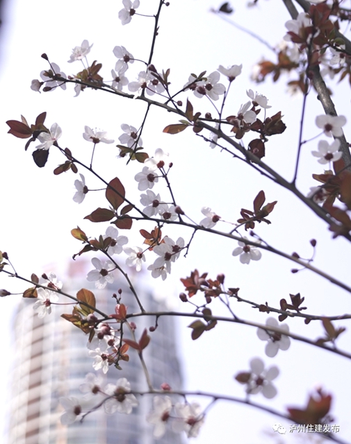 “花”点时间，看泸州“街花”图鉴(图16)