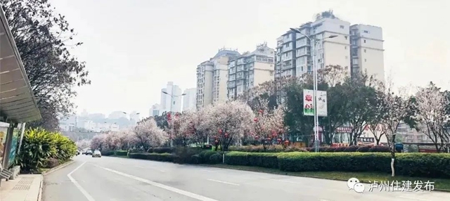 “花”点时间，看泸州“街花”图鉴(图15)
