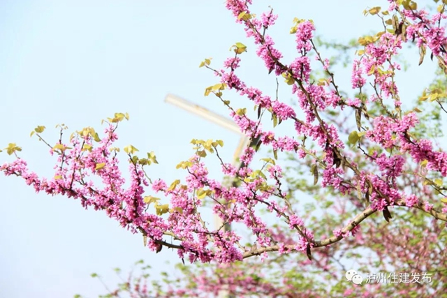 “花”点时间，看泸州“街花”图鉴(图20)