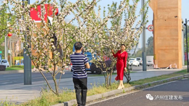 “花”点时间，看泸州“街花”图鉴(图22)