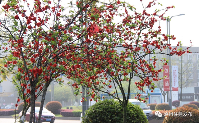 “花”点时间，看泸州“街花”图鉴(图27)