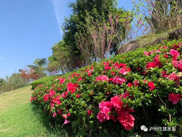 “花”点时间，看泸州“街花”图鉴(图31)