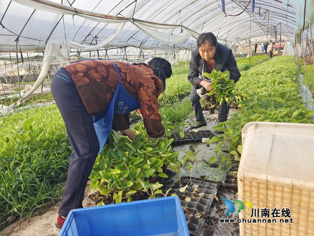 宜宾南溪区长兴镇：人大代表免费送菜苗，助力春耕(图1)