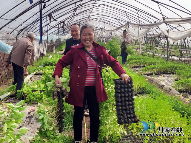 宜宾南溪区长兴镇：人大代表免费送菜苗，助力春耕(图2)