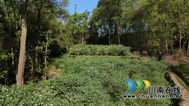 蓝莓、柑橘、猕猴桃……合江县甘雨镇产业多点开花！(图1)