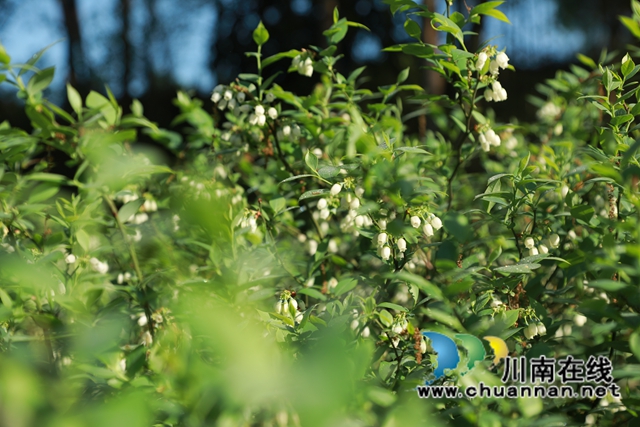 蓝莓、柑橘、猕猴桃……合江县甘雨镇产业多点开花！(图2)
