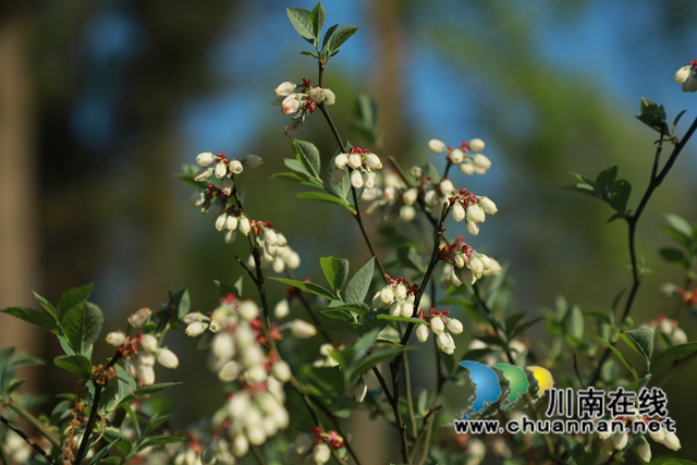 蓝莓、柑橘、猕猴桃……合江县甘雨镇产业多点开花！(图3)
