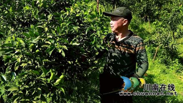 蓝莓、柑橘、猕猴桃……合江县甘雨镇产业多点开花！(图5)