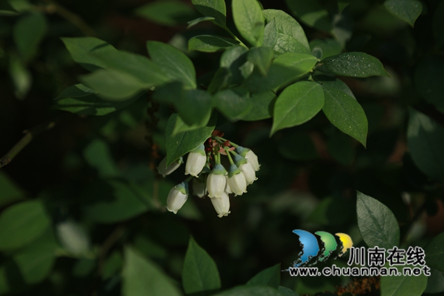 蓝莓、柑橘、猕猴桃……合江县甘雨镇产业多点开花！(图4)