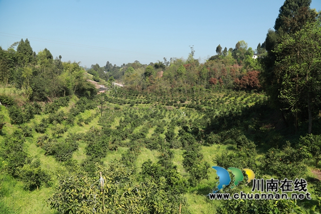 蓝莓、柑橘、猕猴桃……合江县甘雨镇产业多点开花！(图7)