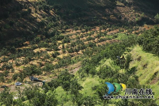 蓝莓、柑橘、猕猴桃……合江县甘雨镇产业多点开花！(图8)