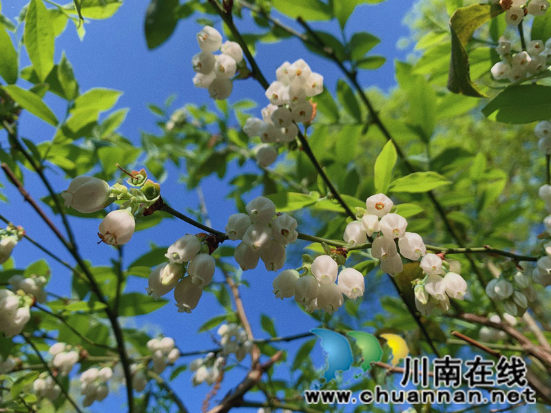 合江县甘雨镇：蓝莓花开似铃兰 丰收在望喜心头(图3)