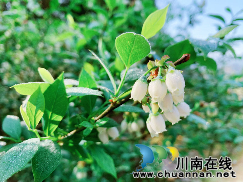 合江县甘雨镇：蓝莓花开似铃兰 丰收在望喜心头(图1)