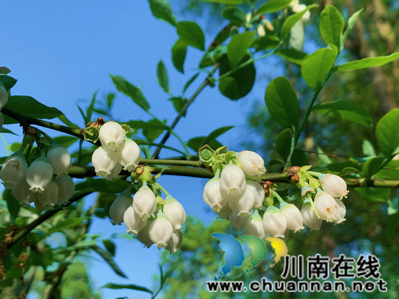 合江县甘雨镇：蓝莓花开似铃兰 丰收在望喜心头(图4)