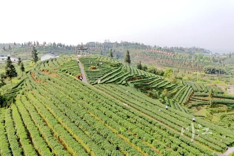 纳溪梅岭茶山的“明前茶”开采了,每天能采五六万斤(图1) 1.jpg