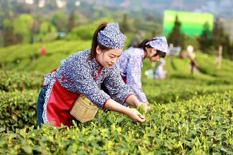 纳溪梅岭茶山的“明前茶”开采了,每天能采五六万斤(图2) 2.jpg