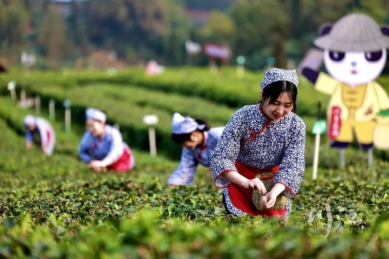 纳溪梅岭茶山的“明前茶”开采了,每天能采五六万斤(图4) 纳溪梅岭茶山的“明前茶”开采了,每天能采五六万斤(图4)