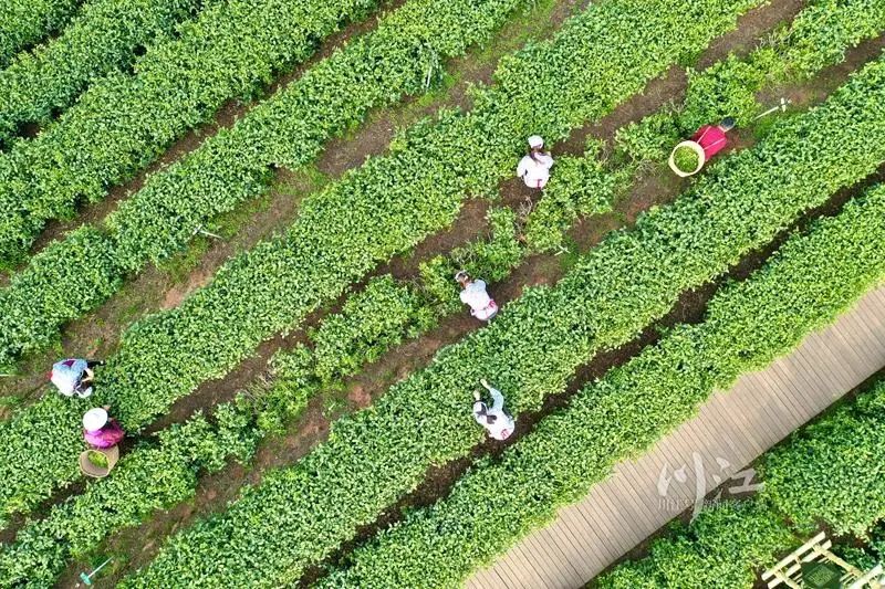 纳溪梅岭茶山的“明前茶”开采了,每天能采五六万斤(图6) 纳溪梅岭茶山的“明前茶”开采了,每天能采五六万斤(图6)