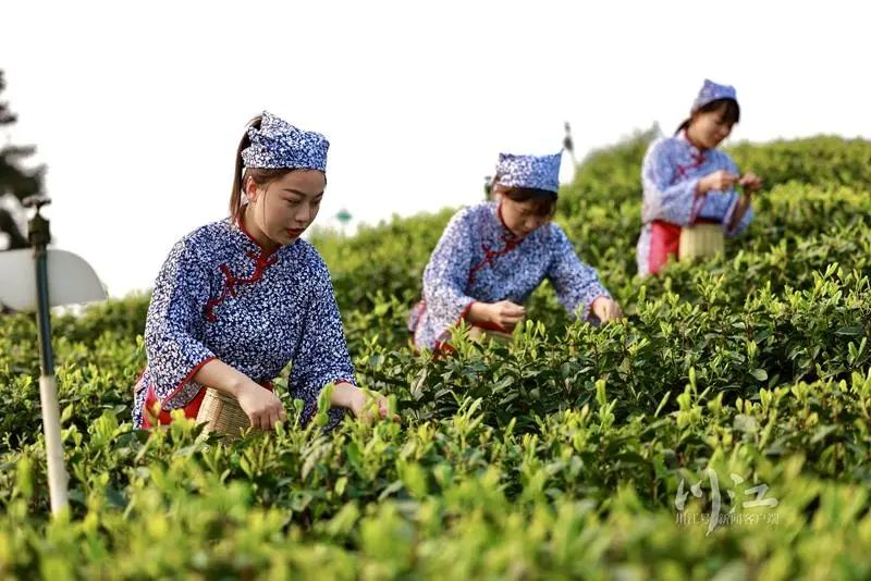 纳溪梅岭茶山的“明前茶”开采了,每天能采五六万斤(图5) 纳溪梅岭茶山的“明前茶”开采了,每天能采五六万斤(图5)