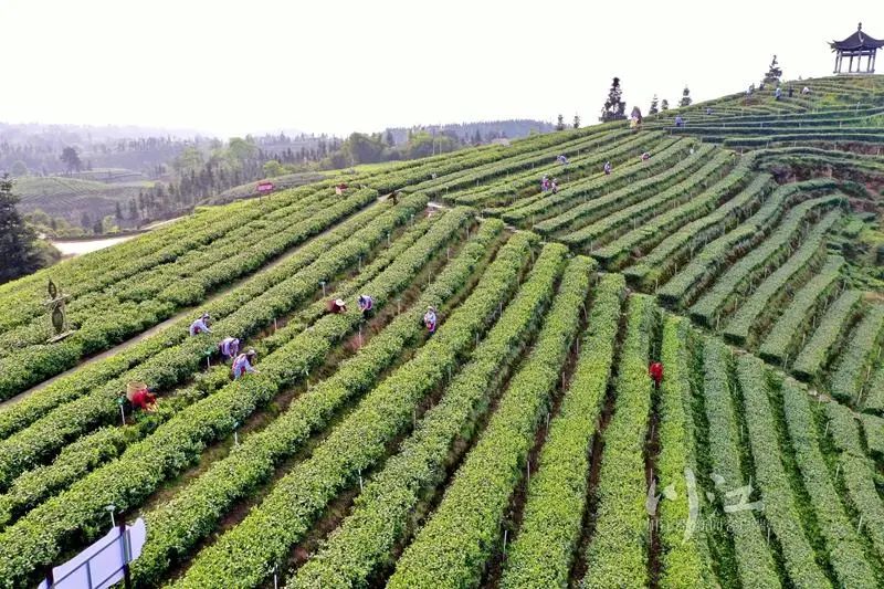 纳溪梅岭茶山的“明前茶”开采了,每天能采五六万斤(图7) 纳溪梅岭茶山的“明前茶”开采了,每天能采五六万斤(图7)