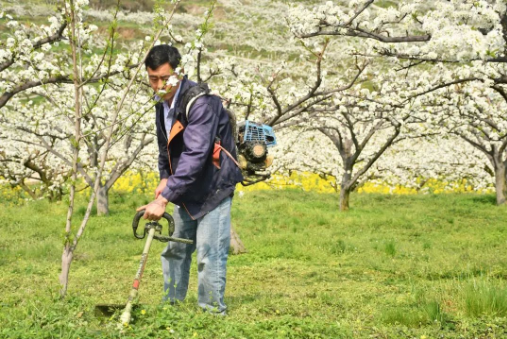 【创建天府旅游名县】美翻,古蔺4000余亩李花开成“海” ,一起去邂逅春日美好!(图3) 【创建天府旅游名县】美翻,古蔺4000余亩李花开成“海” ,一起去邂逅春日美好!(图3)