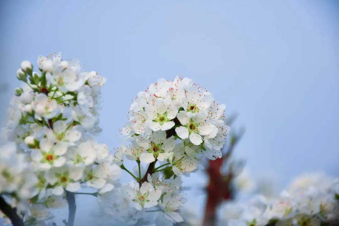 【创建天府旅游名县】美翻,古蔺4000余亩李花开成“海” ,一起去邂逅春日美好!(图7) 【创建天府旅游名县】美翻,古蔺4000余亩李花开成“海” ,一起去邂逅春日美好!(图7)