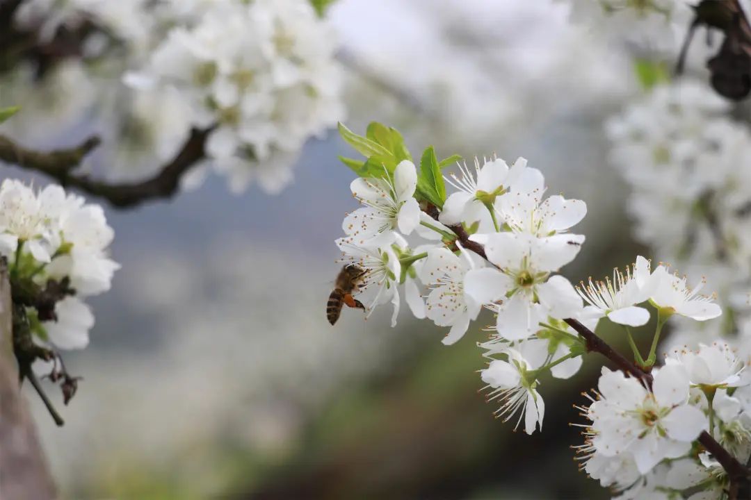 【创建天府旅游名县】美翻,古蔺4000余亩李花开成“海” ,一起去邂逅春日美好!(图6) 【创建天府旅游名县】美翻,古蔺4000余亩李花开成“海” ,一起去邂逅春日美好!(图6)