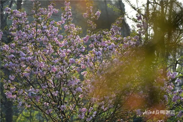 大美内江！又一条“花道”出镜(图1)