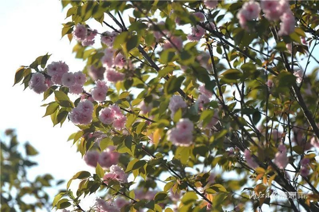 大美内江！又一条“花道”出镜(图2)