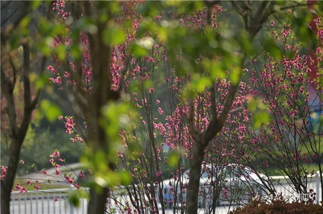 大美内江！又一条“花道”出镜(图3)