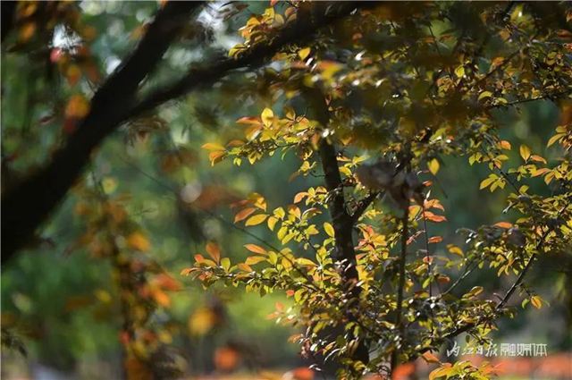 大美内江！又一条“花道”出镜(图4)