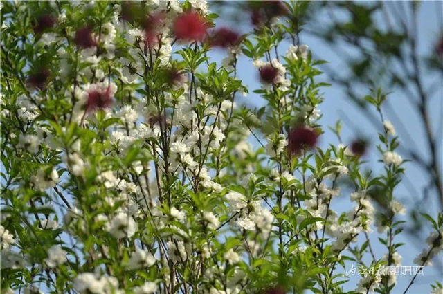 大美内江！又一条“花道”出镜(图5)