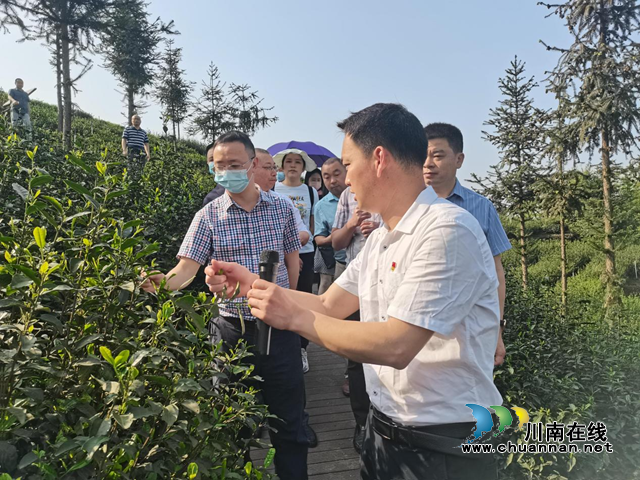 泸州市市场监管局在纳溪区召开全市茶叶生产企业质量安全整治提升现场会(图3) 泸州市市场监管局在纳溪区召开全市茶叶生产企业质量安全整治提升现场会(图3)