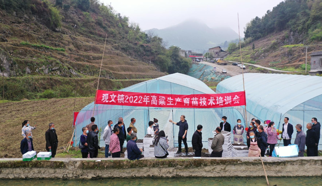 古蔺：推广漂浮育苗技术，促进高粱丰产增收(图2)