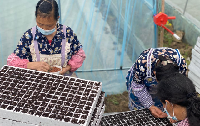 古蔺：推广漂浮育苗技术，促进高粱丰产增收(图3)