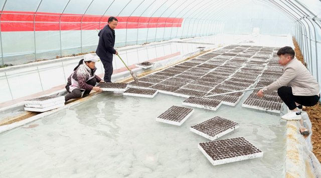 古蔺：推广漂浮育苗技术，促进高粱丰产增收(图4)