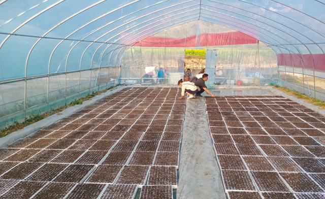 古蔺：推广漂浮育苗技术，促进高粱丰产增收(图5)