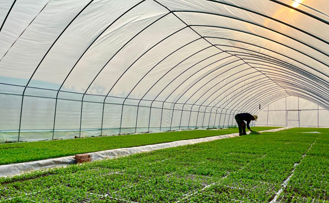 古蔺：推广漂浮育苗技术，促进高粱丰产增收(图6)