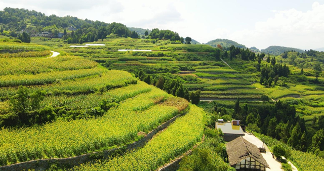 古蔺：推广漂浮育苗技术，促进高粱丰产增收(图8)