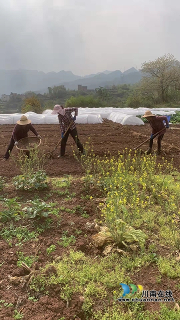 古蔺县彰德街道：发展红梁产业，助力乡村振兴(图1)
