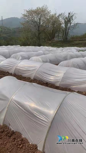 古蔺县彰德街道：发展红梁产业，助力乡村振兴(图2)