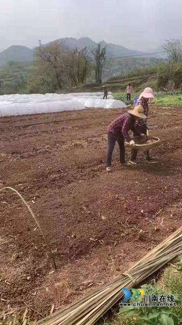 古蔺县彰德街道：发展红梁产业，助力乡村振兴(图3)