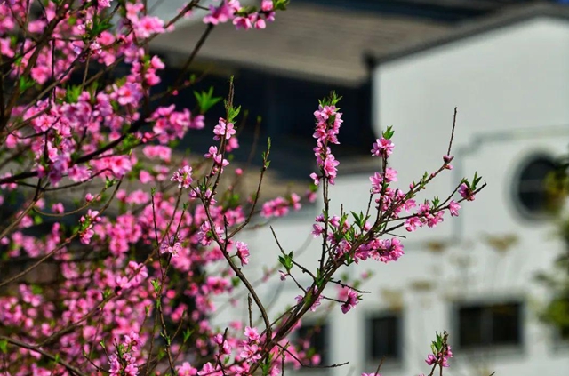 古蔺：庄园三月春意浓，万千美好藏花中(图8)