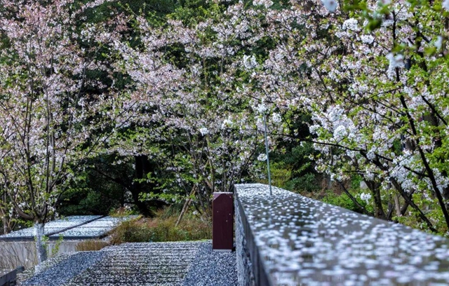 古蔺：庄园三月春意浓，万千美好藏花中(图10)