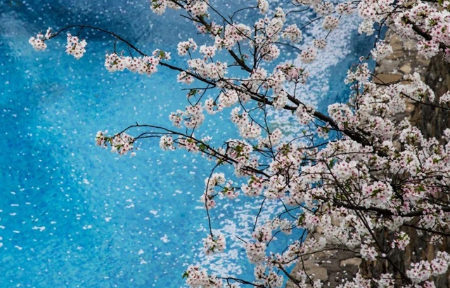 古蔺：庄园三月春意浓，万千美好藏花中(图11)