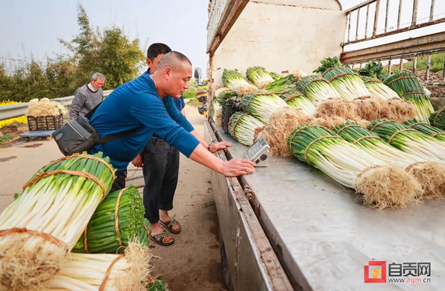 “葱”“葱”“葱”!自贡“新农人”奔向幸福路!(图1) “葱”“葱”“葱”!自贡“新农人”奔向幸福路!(图1)
