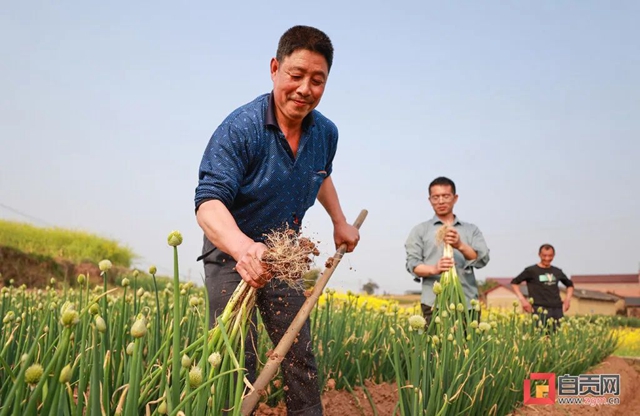 “葱”“葱”“葱”!自贡“新农人”奔向幸福路!(图3) “葱”“葱”“葱”!自贡“新农人”奔向幸福路!(图3)